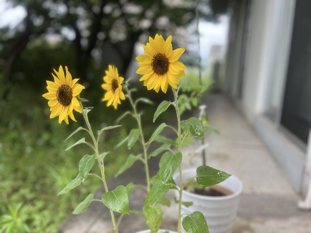 ひまわり押し花レポート！3月に植えたミニひまわりが咲きました👏